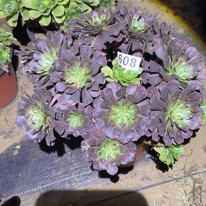 多肉植物断枝不包608粉黛