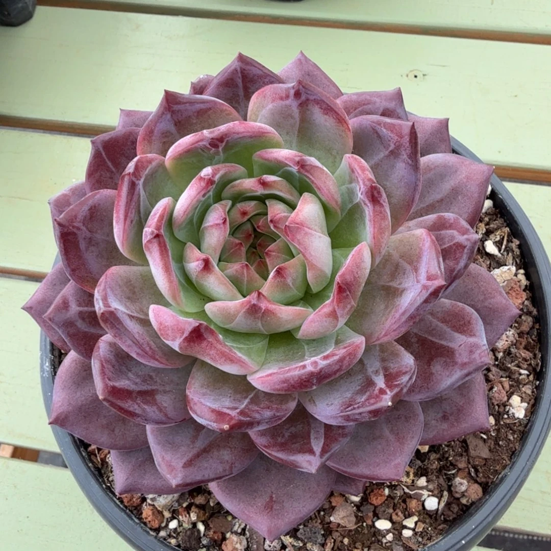 夜魔侠。锦上园艺一物一拍