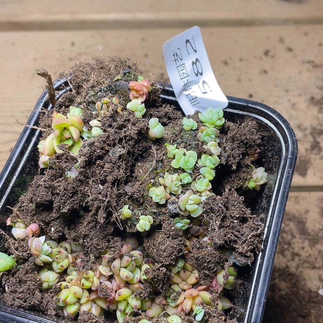 多肉植物多肉植物582