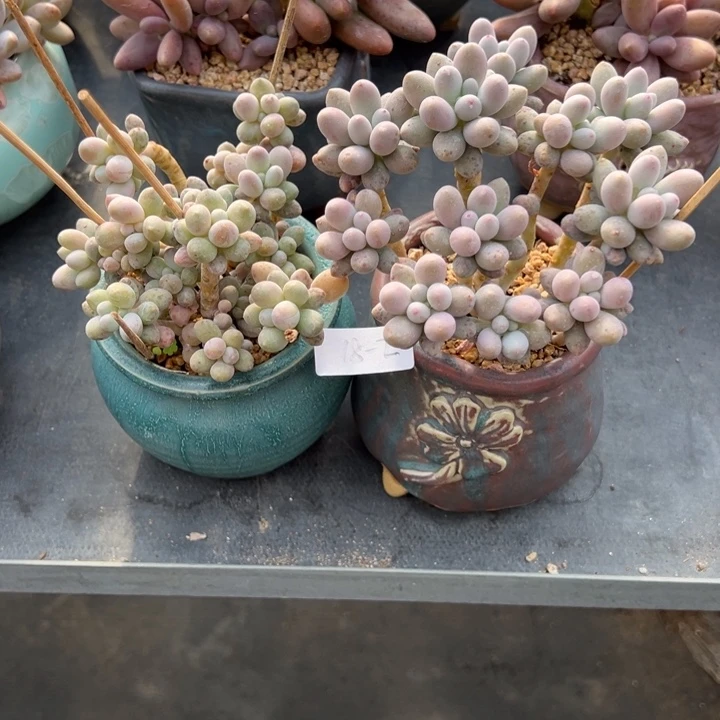 烟**冷套餐3个2个肉一个盆