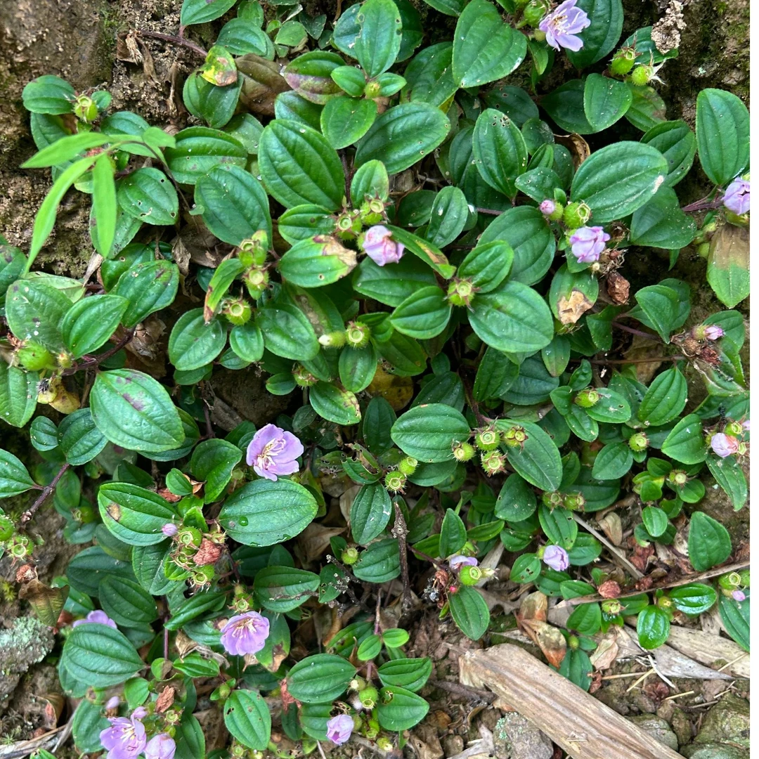 野生山地菍草 广西深山 地葡萄铺地锦地茄子 园艺花卉盆栽植物