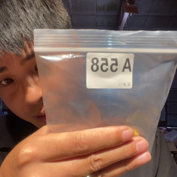 大叶紫檀（黑酸枝木类）558