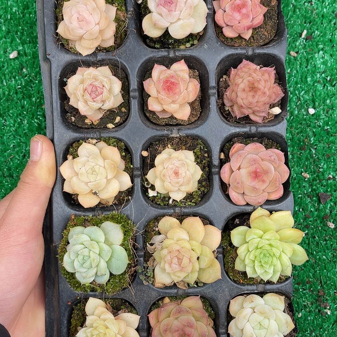 多肉一物一拍23-130