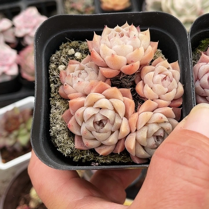 海滨格瑞15:8海滨格瑞