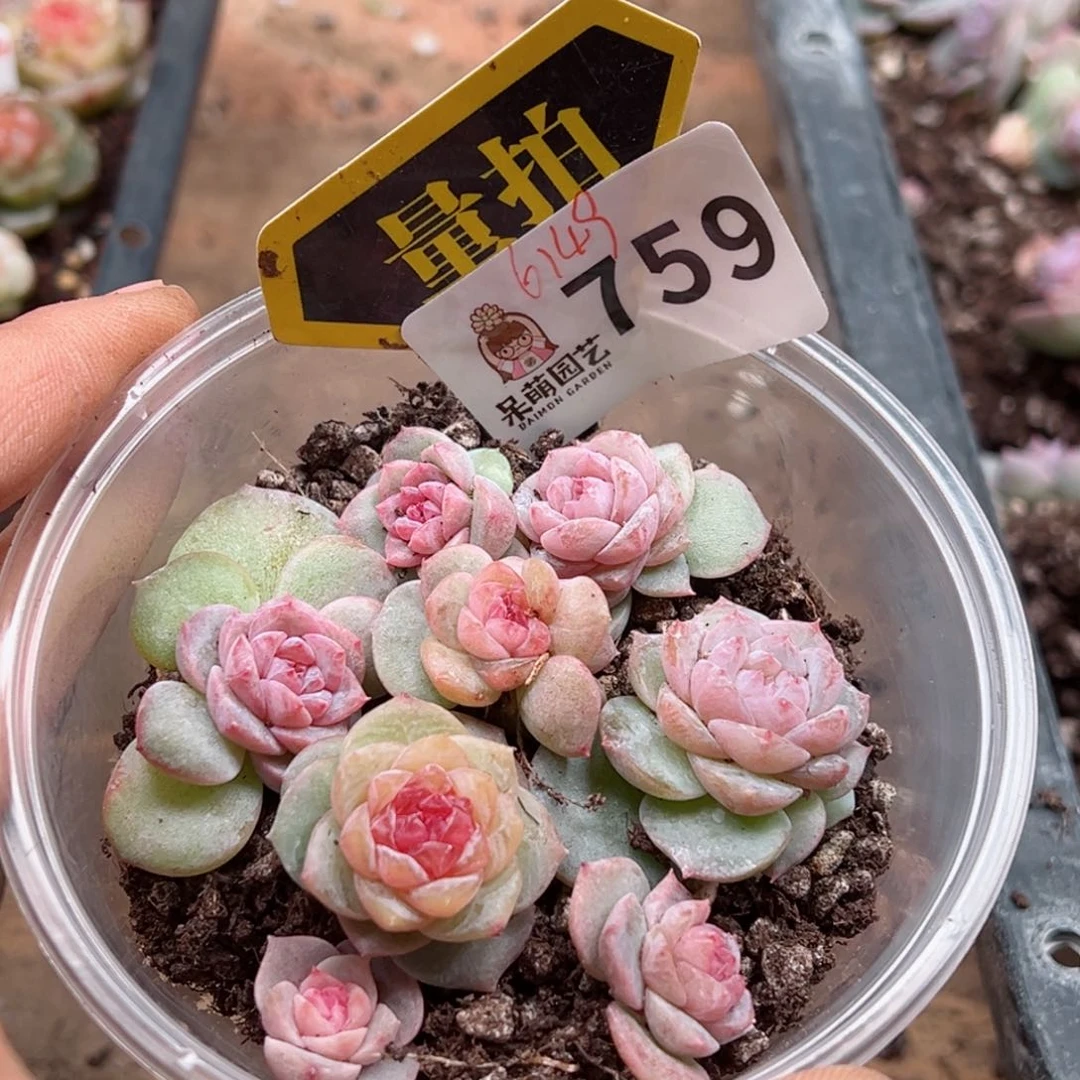 多肉植物多肉植物