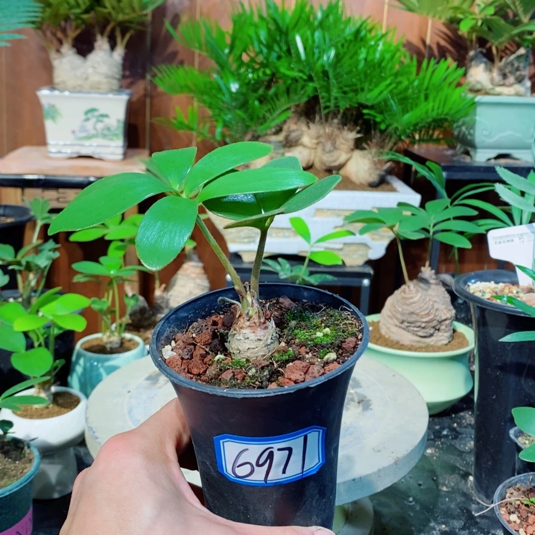 鱼***余完全开放墨西哥铁树6971