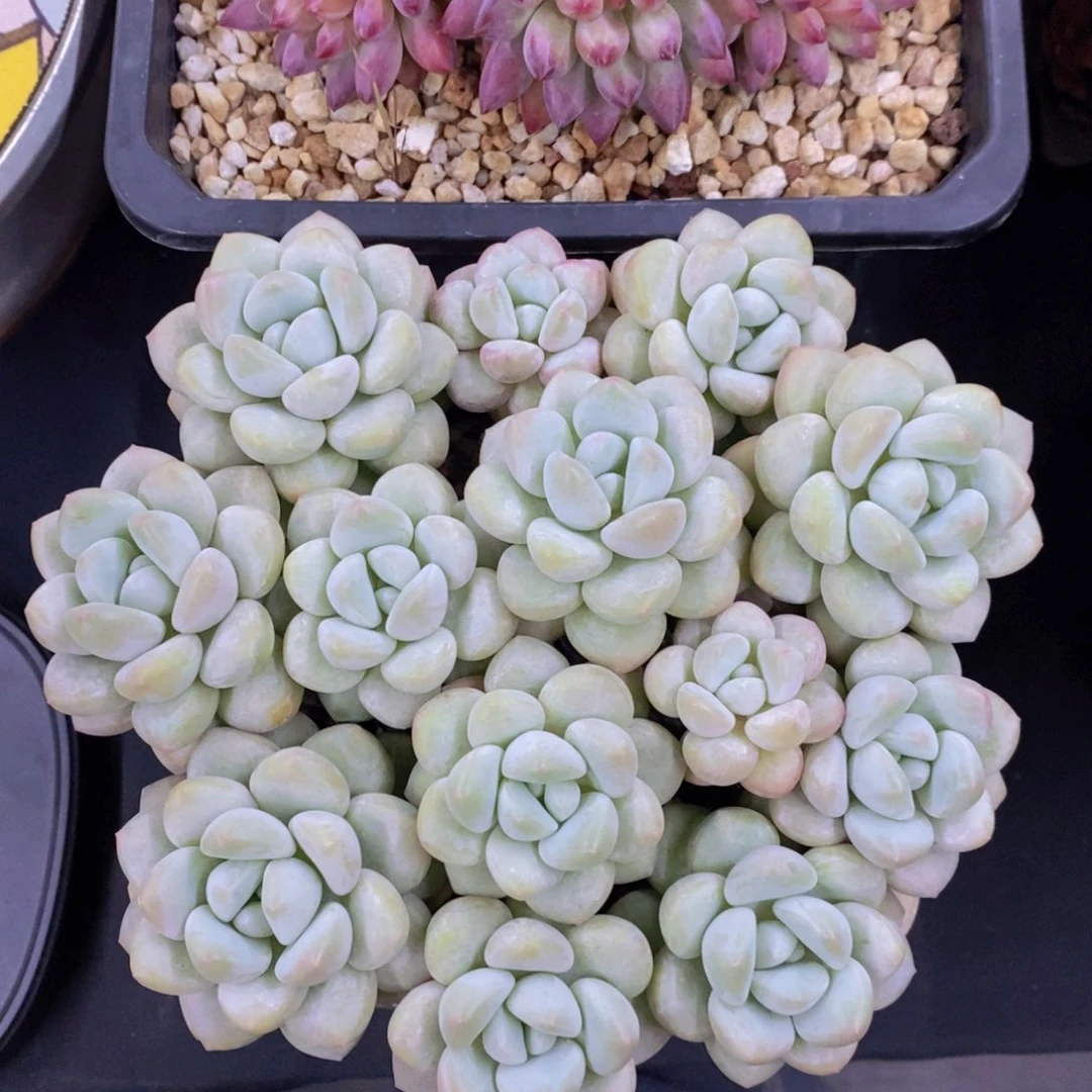 泡泡糖 一物一拍。