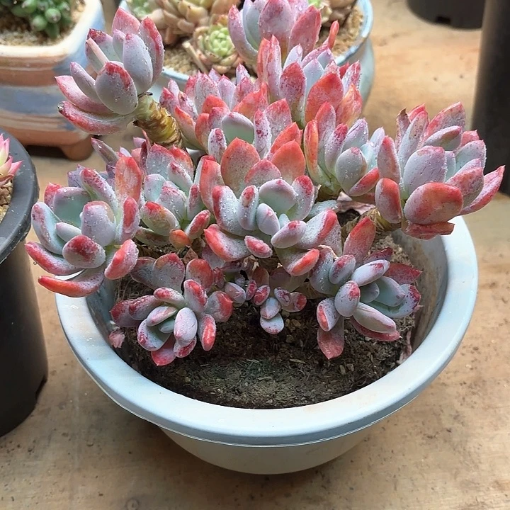 多肉植物，灰姑娘