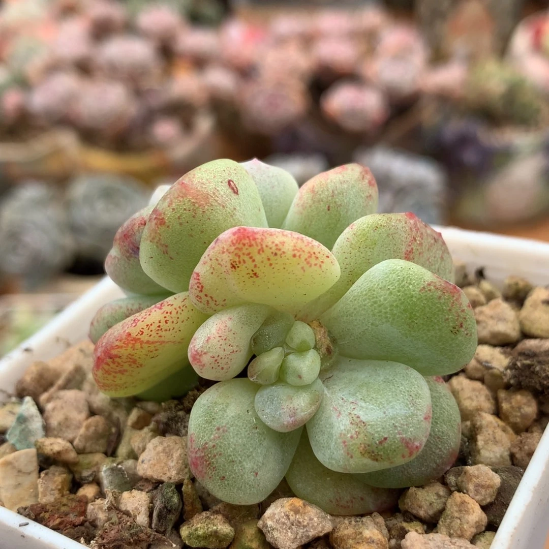 冰玉石化一物一拍 005