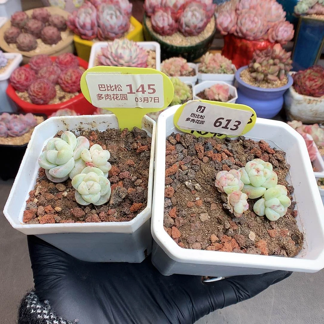 3*4145-613 冰玉多肉