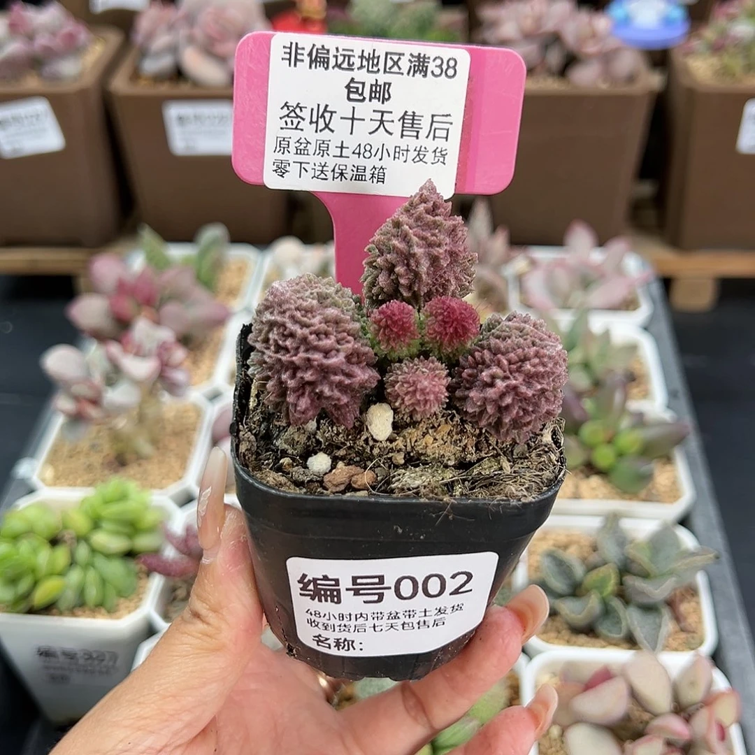 萧*?002朱紫玉多肉植物