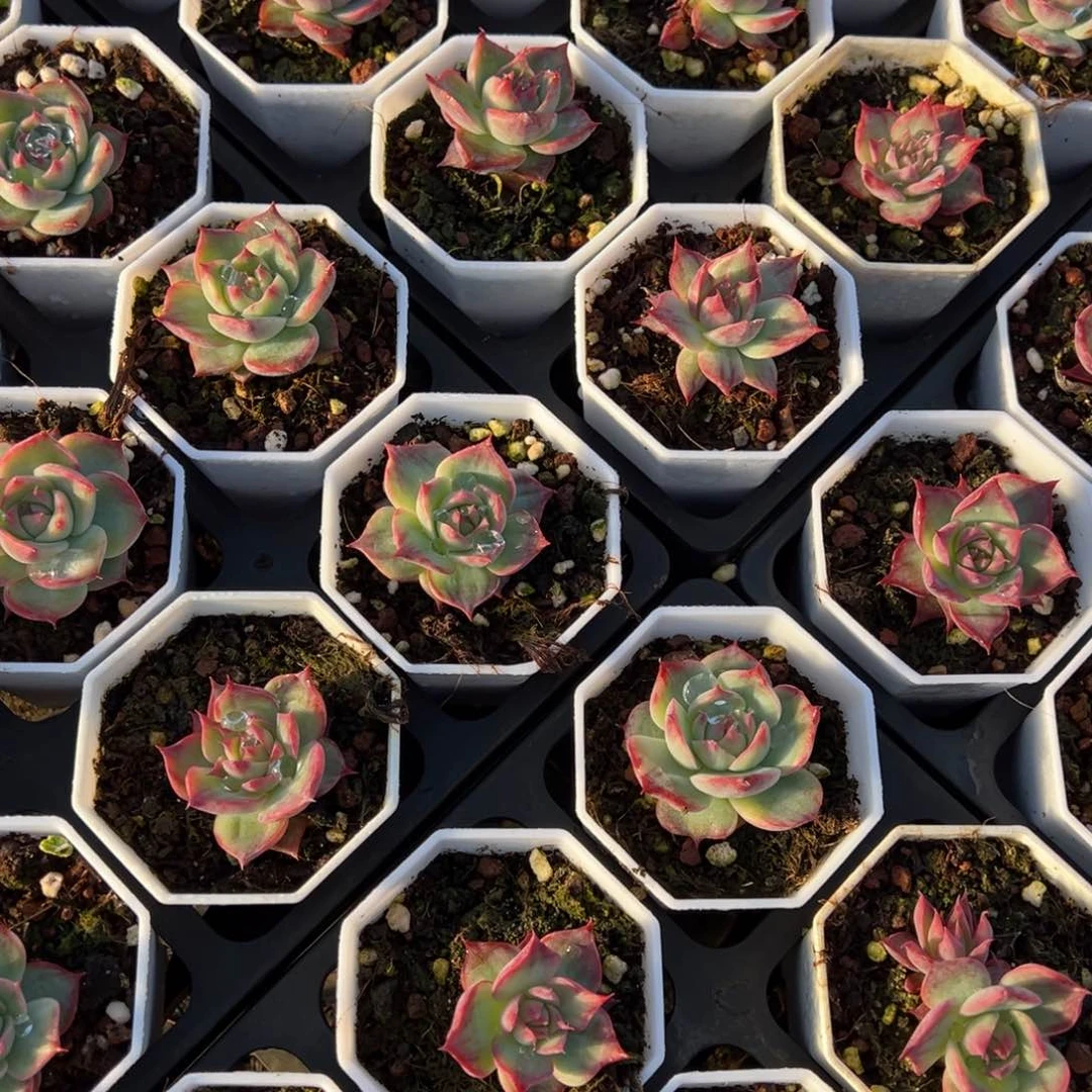 惊鸿仙子3.5cm一颗量拍多肉满20包邮