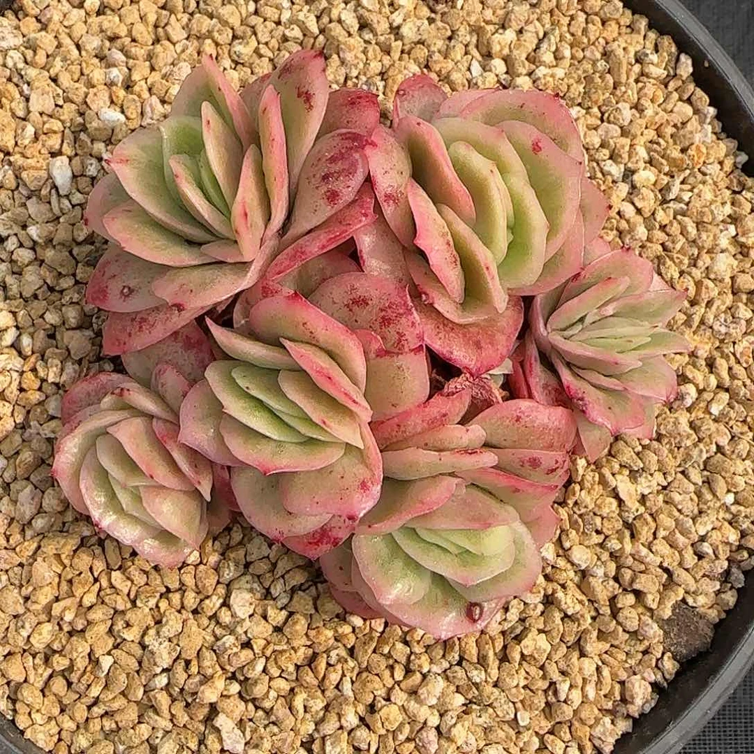 从前慢花园精选冰玫瑰锦