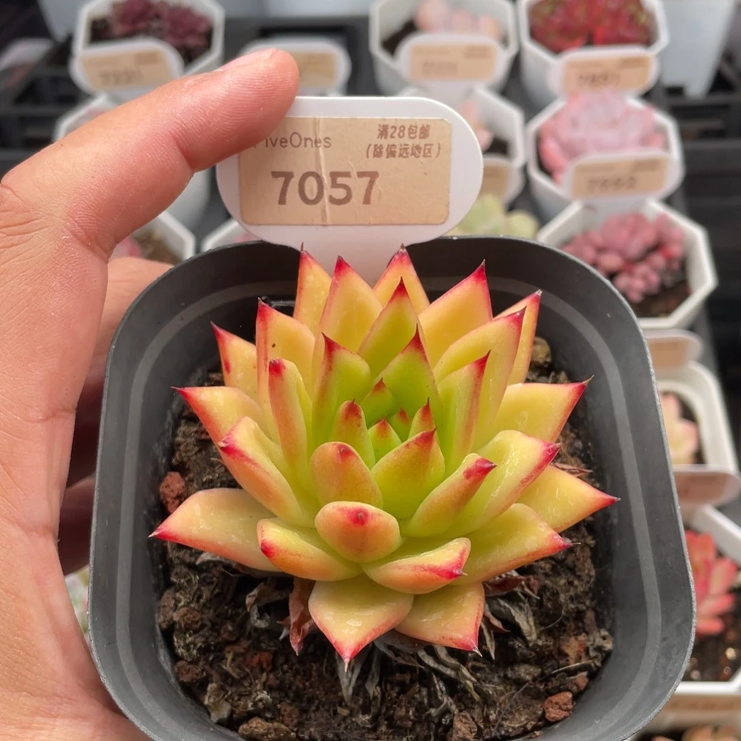 口红7057-8.0厘米