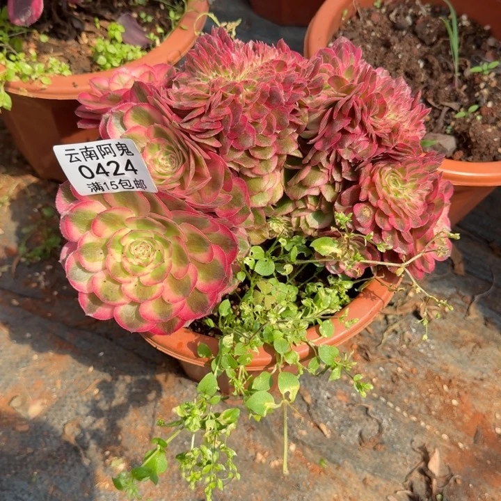 424号倾城缀化啊啊