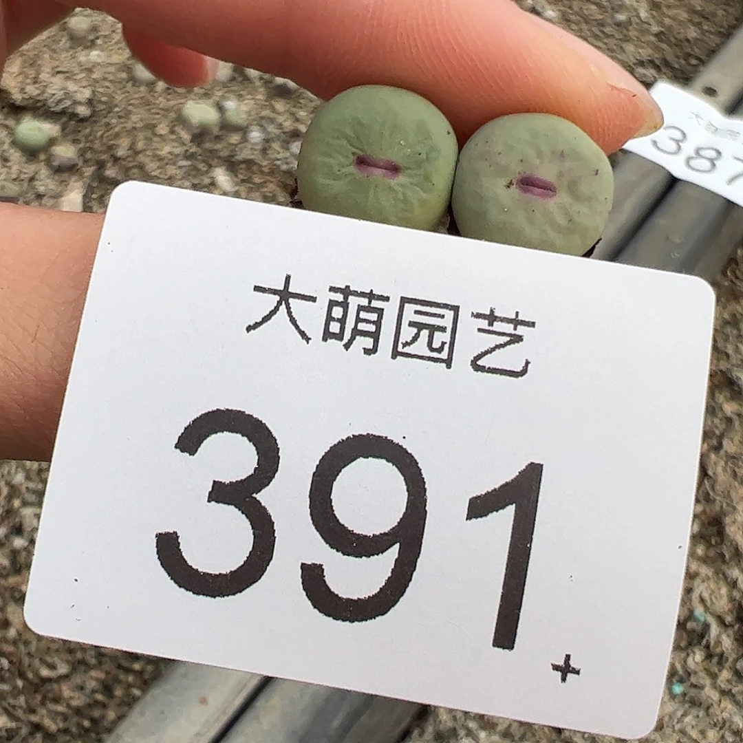 一物一拍。       m4×D6.    391