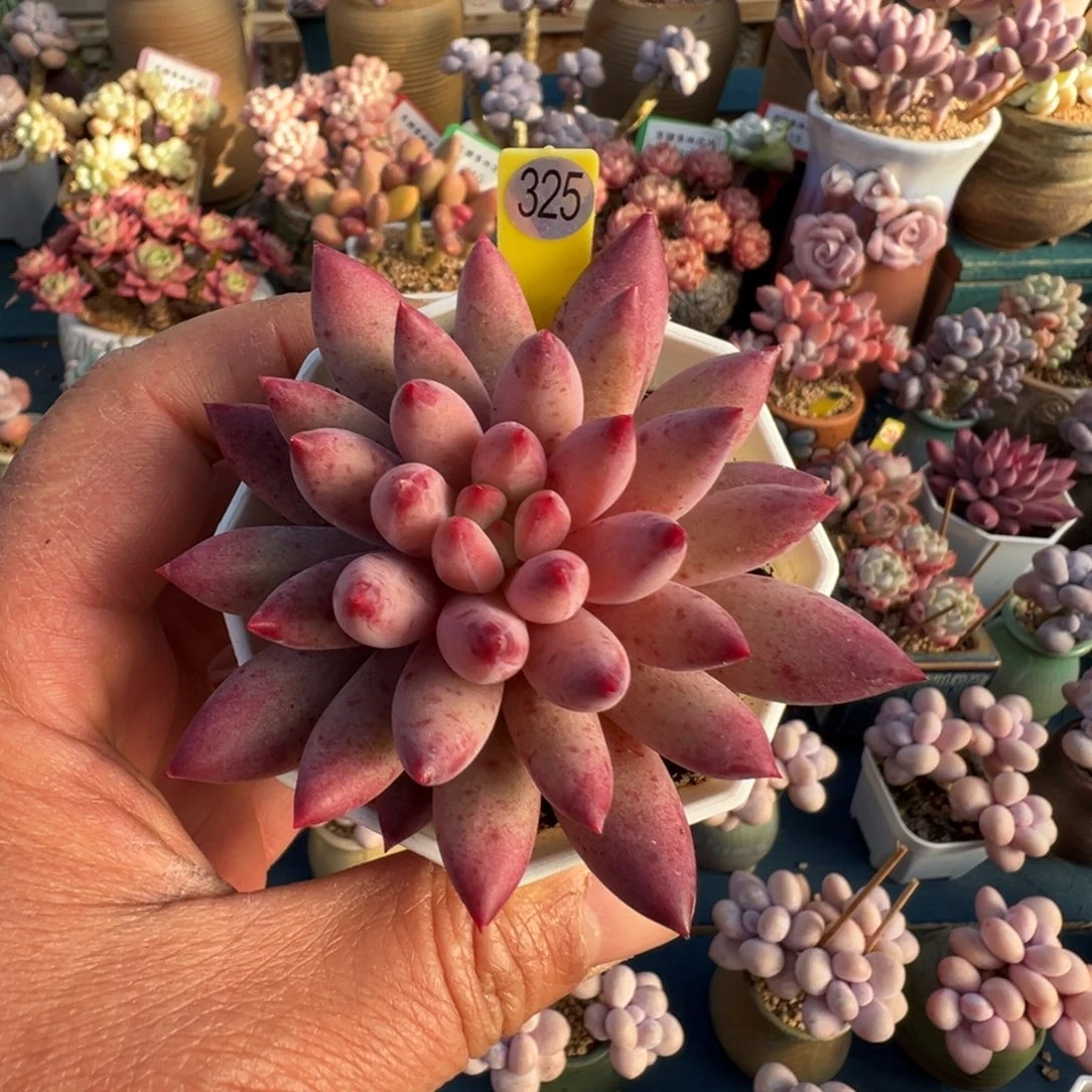 325号虞美人单头老桩