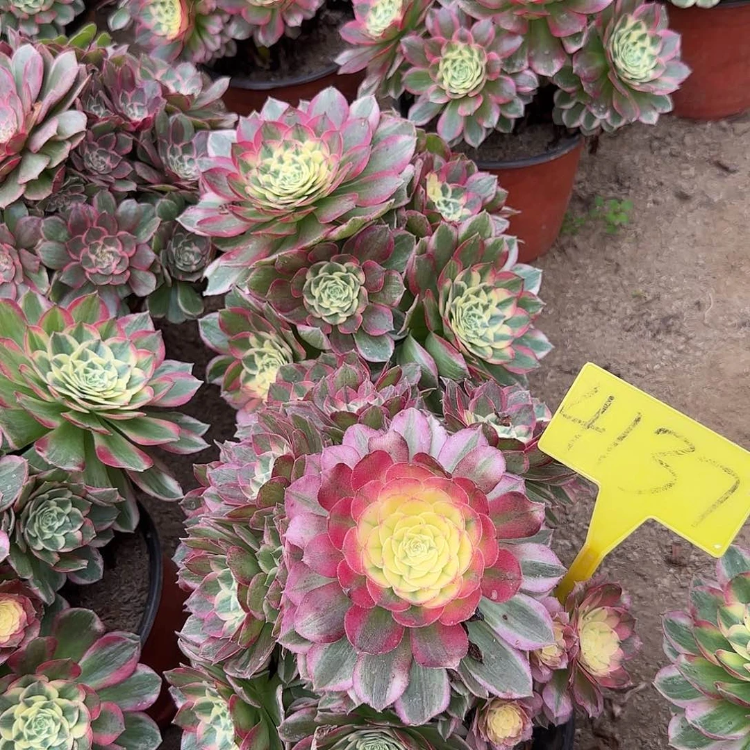 4137--海王多肉植物