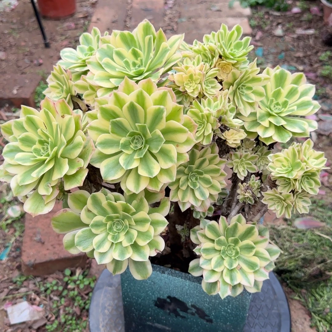 多肉植物12345678