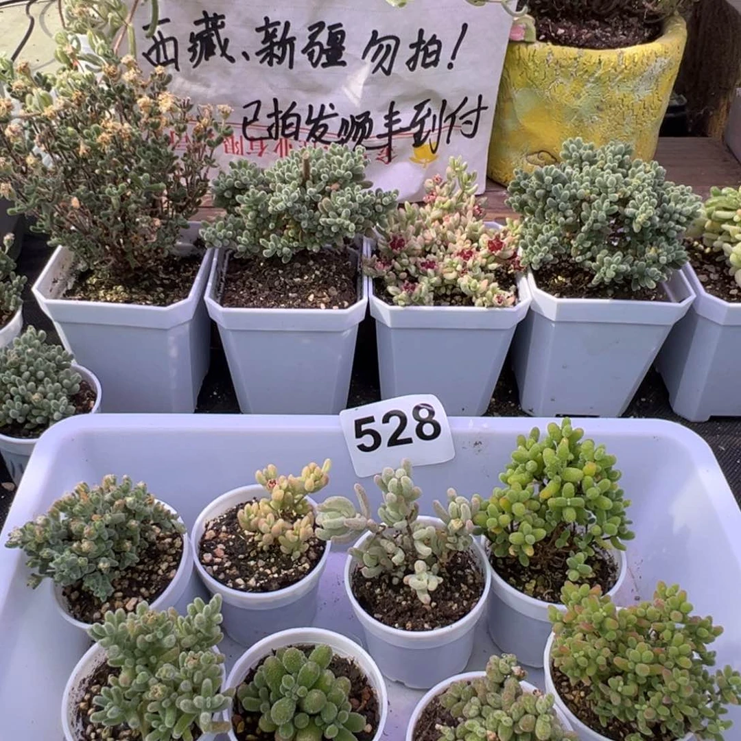 多肉植物枝干8颗