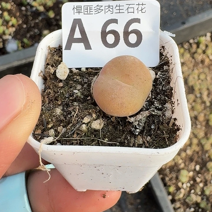 66多肉植物多肉植物