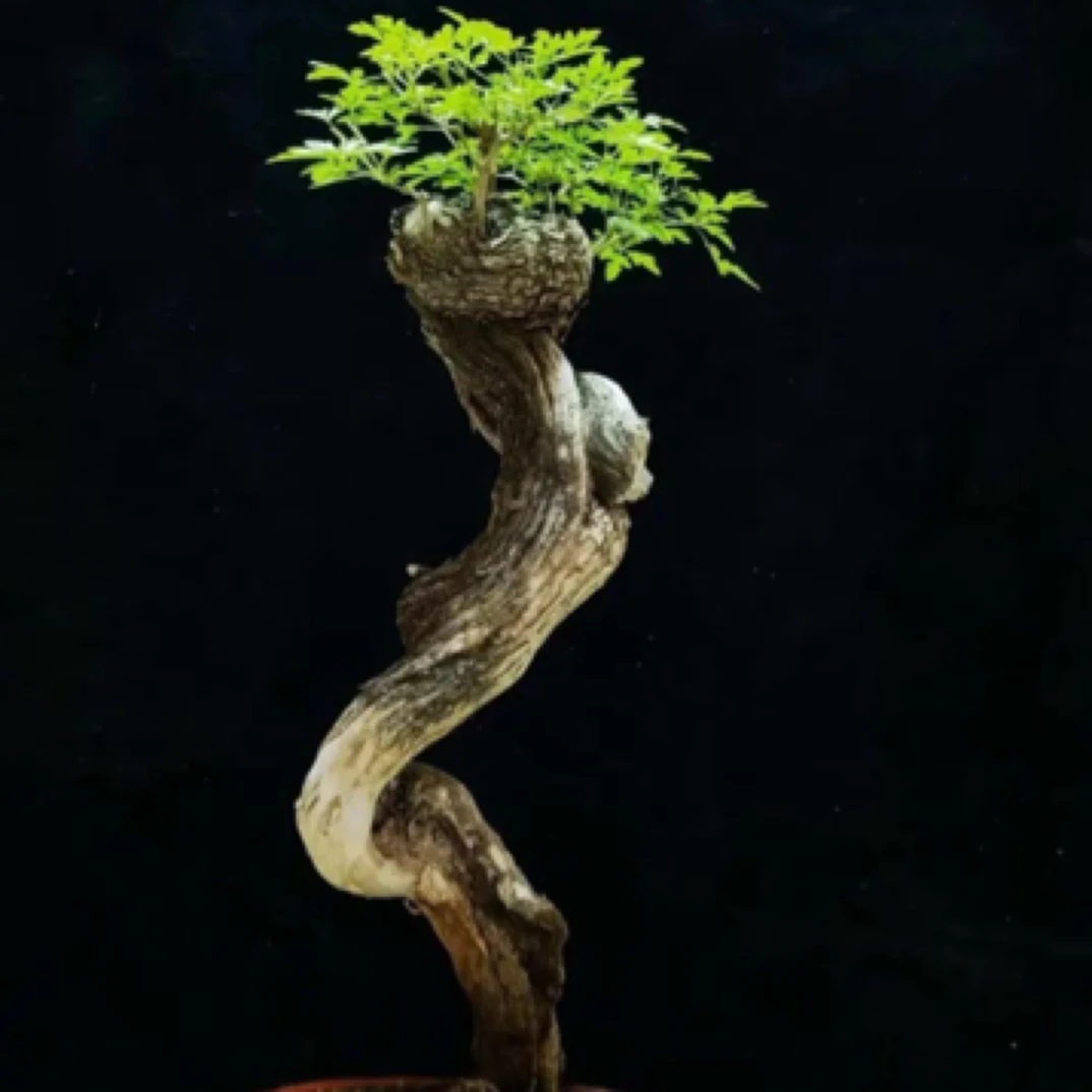 黄荆微盆景素材偏远不包邮