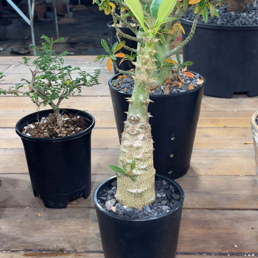 巴士Zzzzzzzzzzzzzzzz