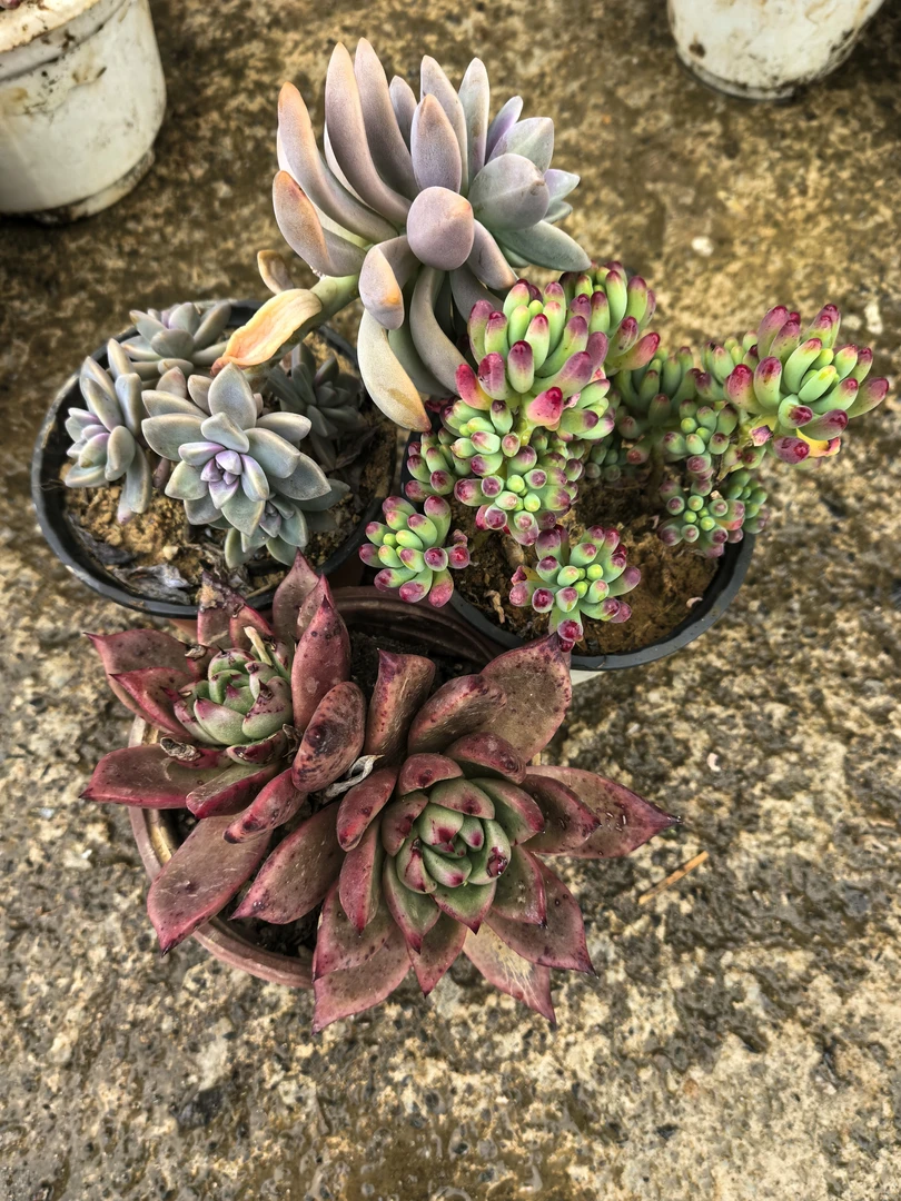 多肉植物盆栽绿植组合好养易活室内外装饰