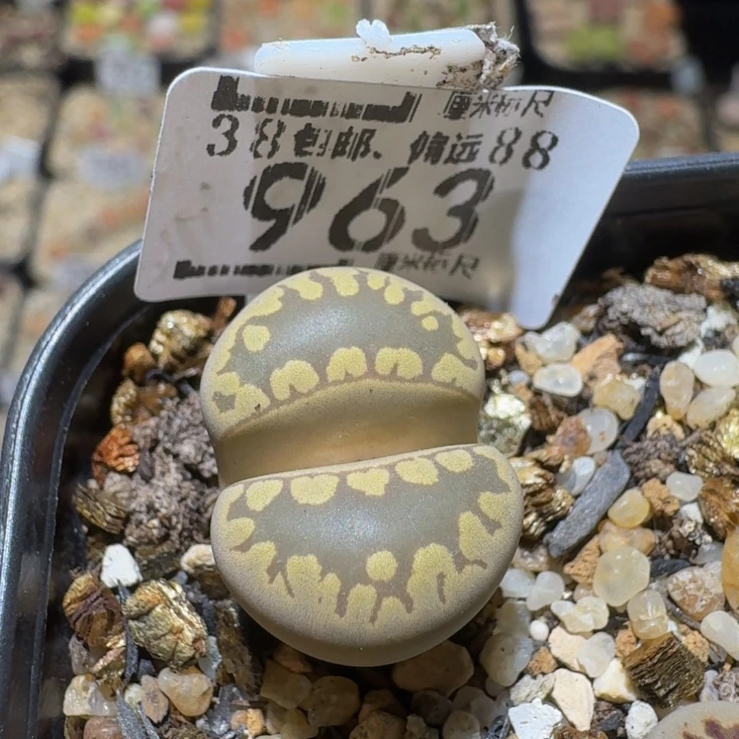 Sssss绝绝绝子生石花963