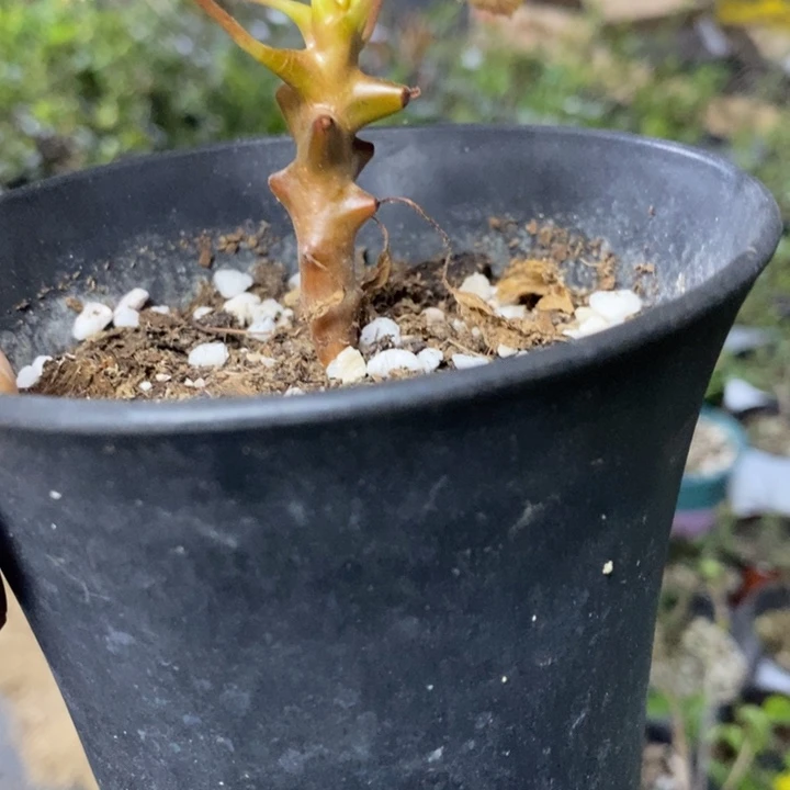 墨西哥角榄实生带盆土发