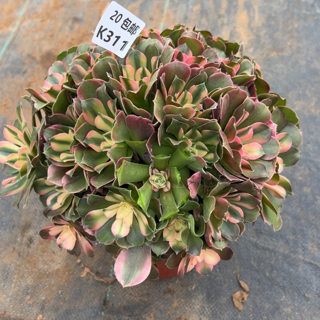 311香妃，满20包邮嘟叮熊