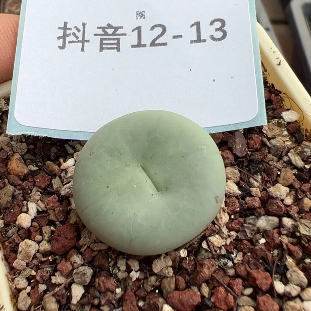 12-13大型红嘴多肉植物