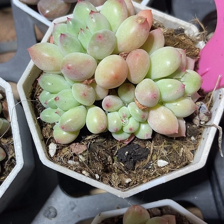 多肉植物萤火虫43多肉