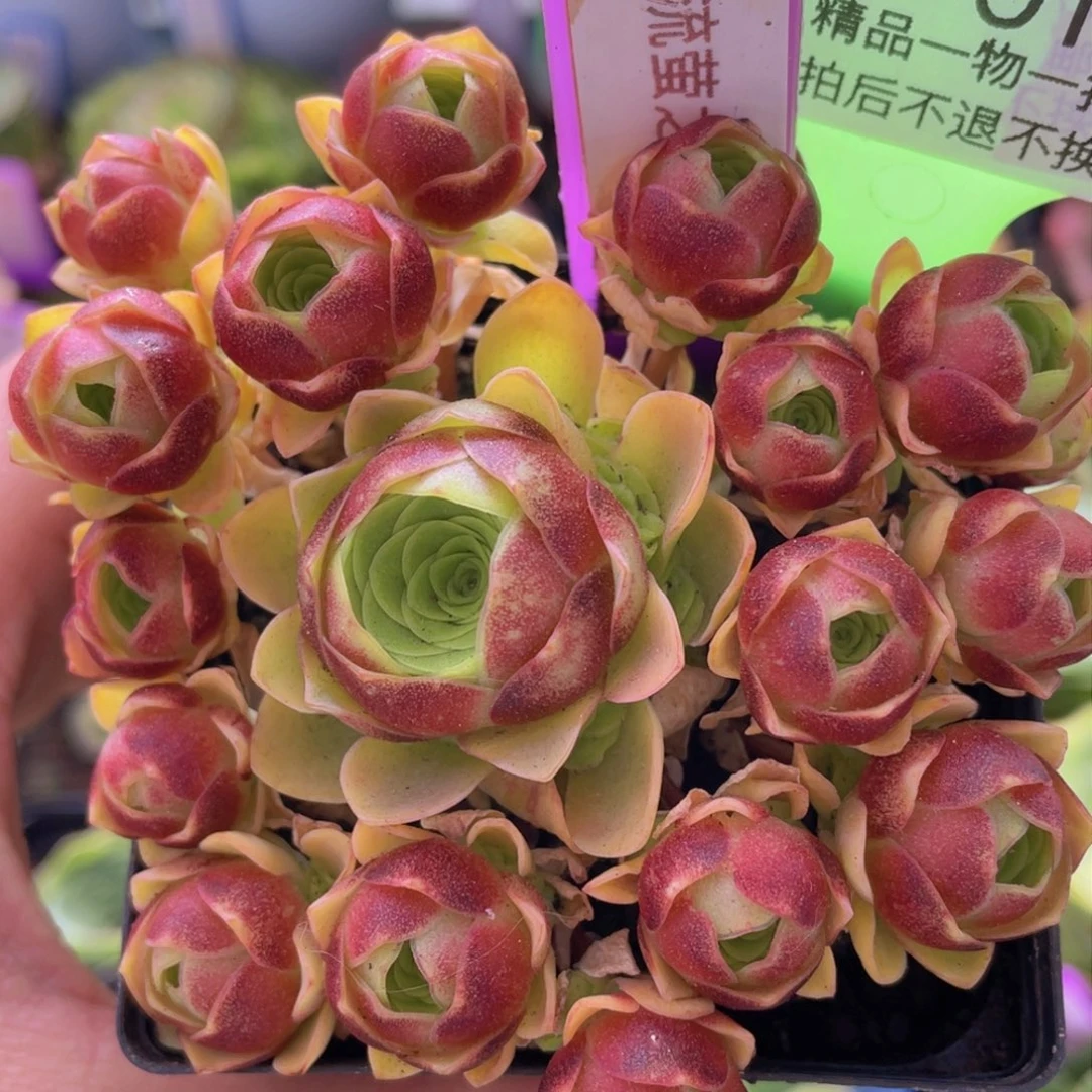 流萤之舞多肉J015一物一拍