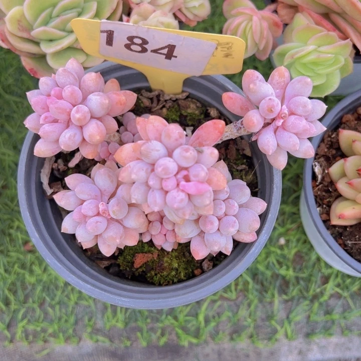 健健康康平平安安