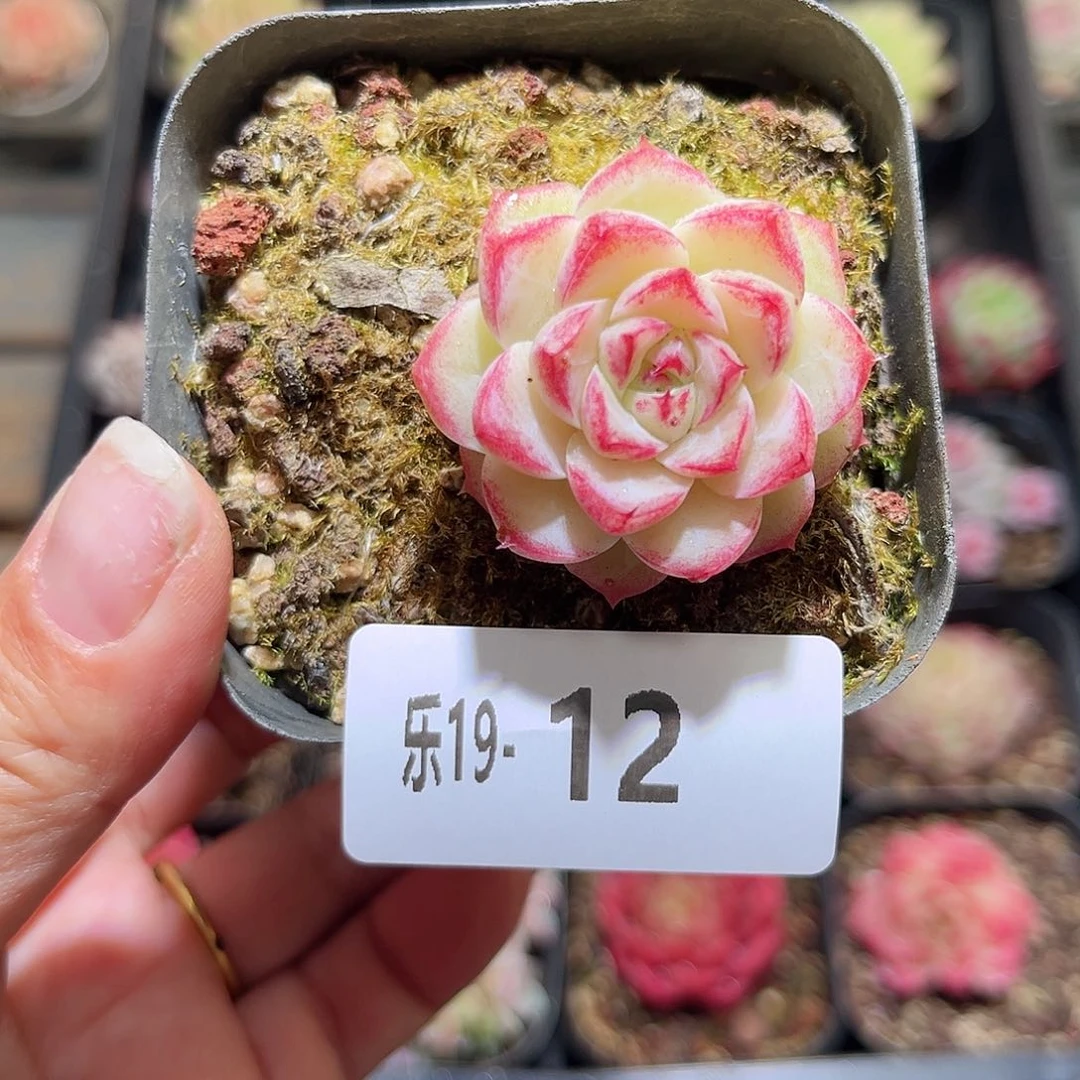 木乐19-12女王单头