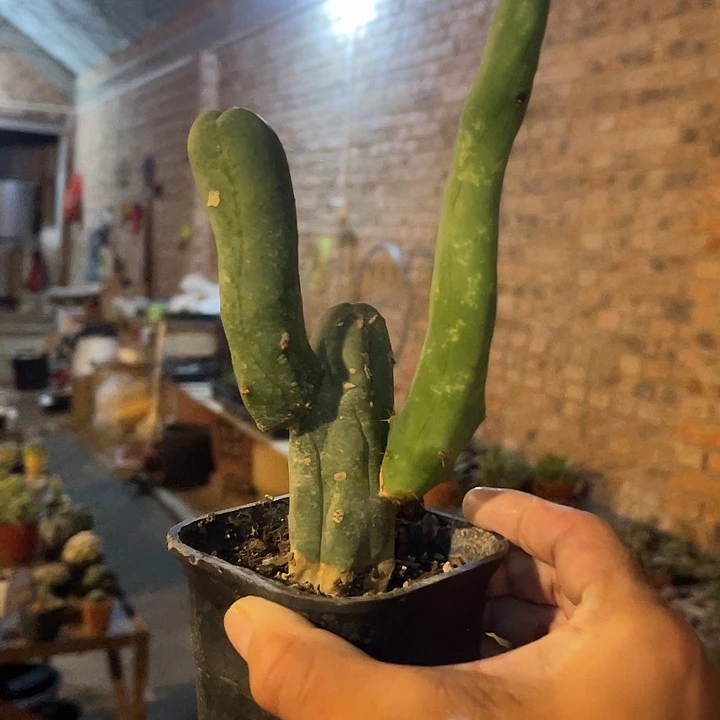无花朵程程柱仙人球