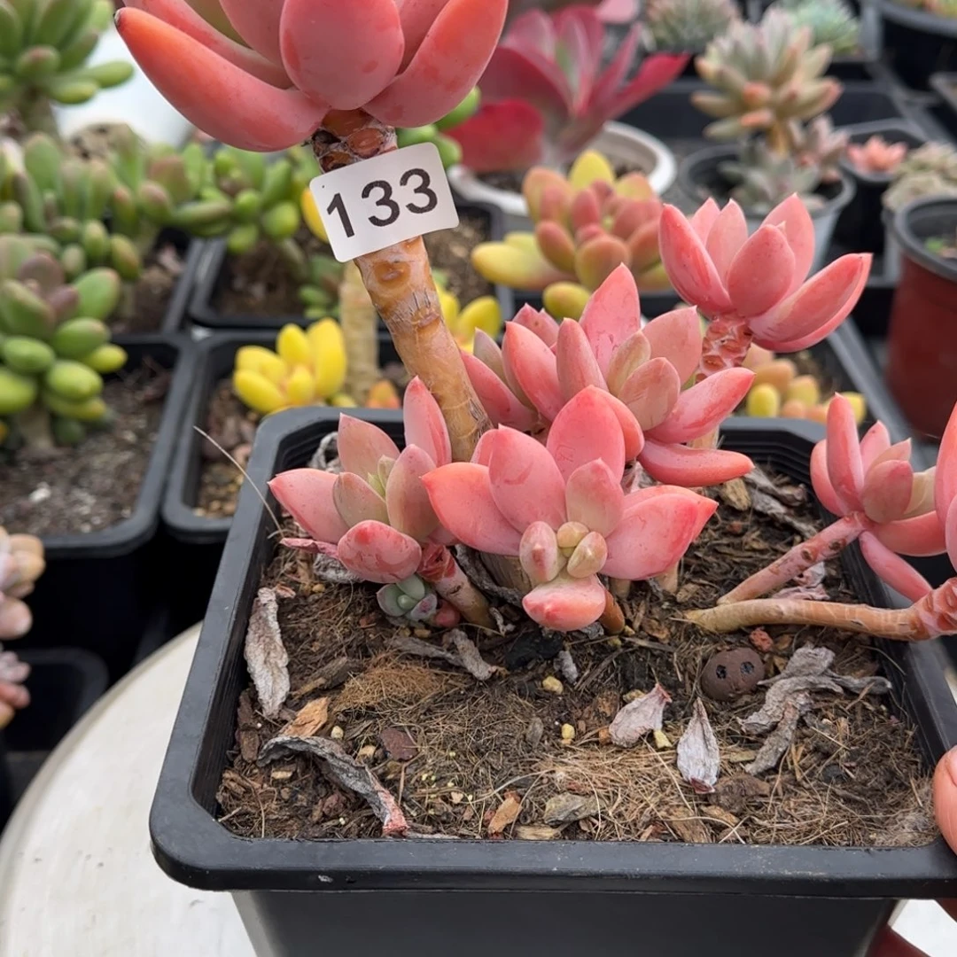 虾***米133号 一物一拍 一物一拍