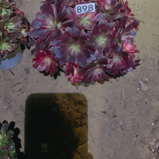 无花朵898多肉植物美杜莎有砍