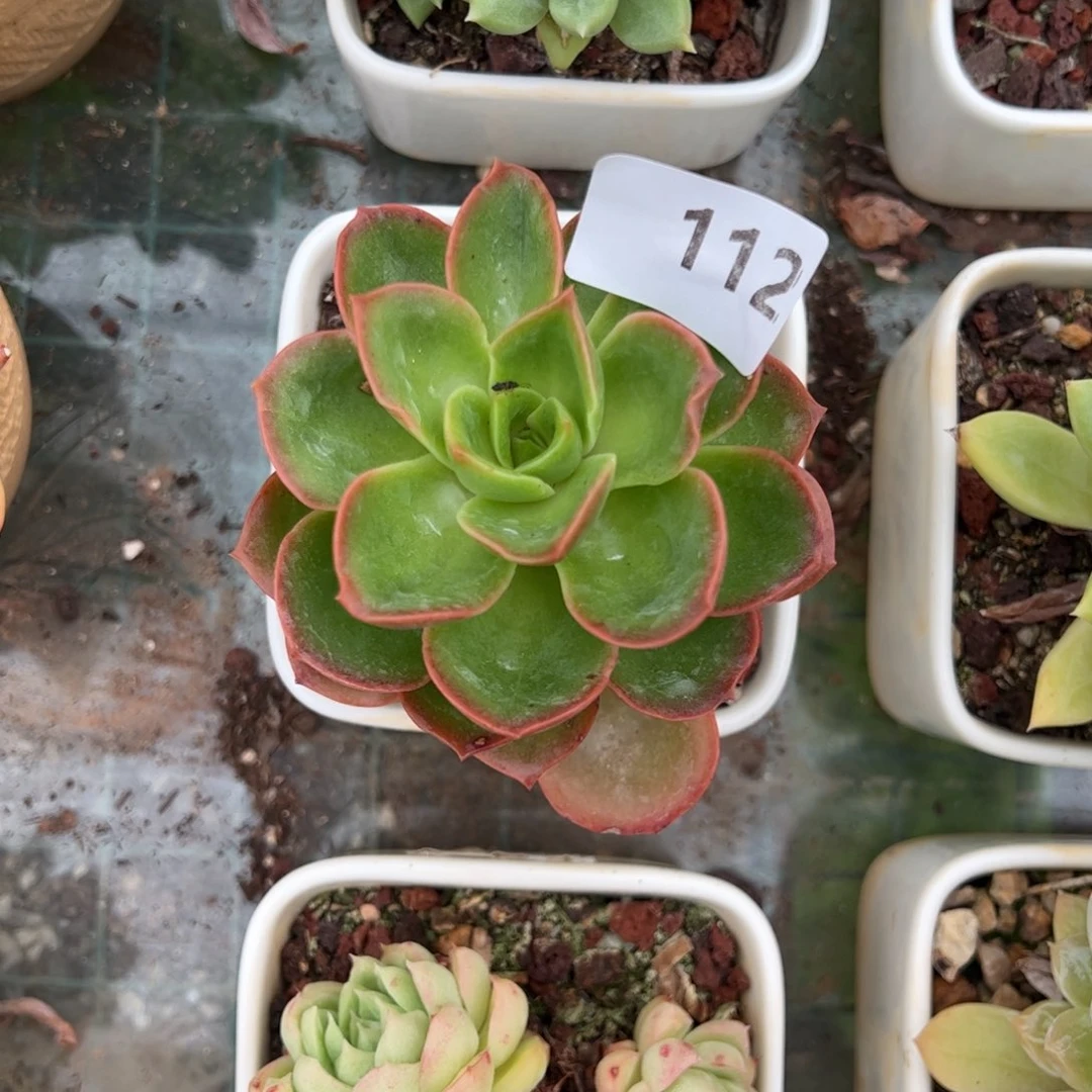 【闪购商品】酒红。112。 1111111111