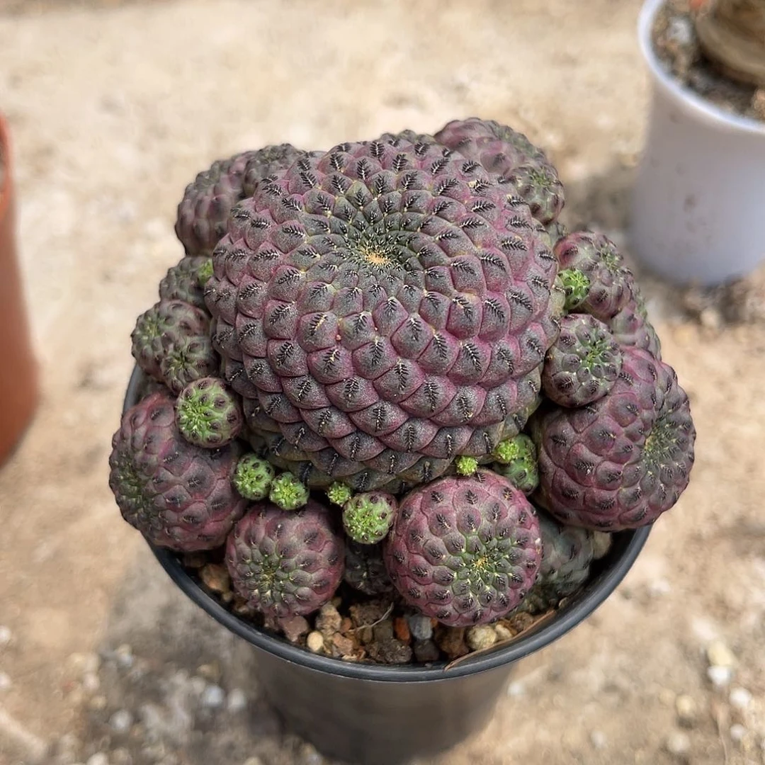 紫丽丸仙人球一物一拍