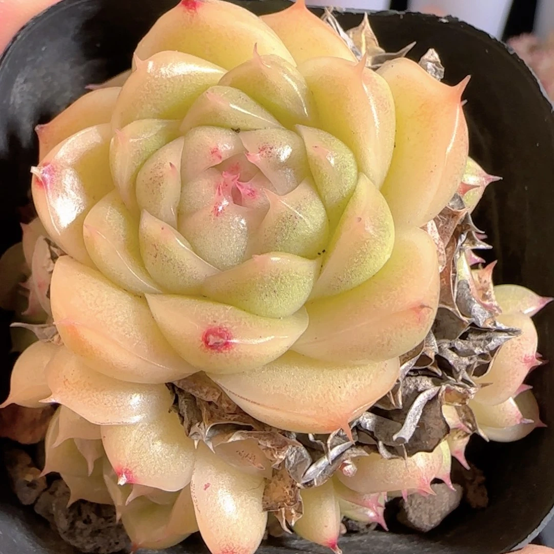 多肉0104-34麦秆群