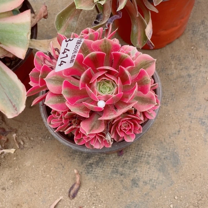 414女巫20包邮1264578