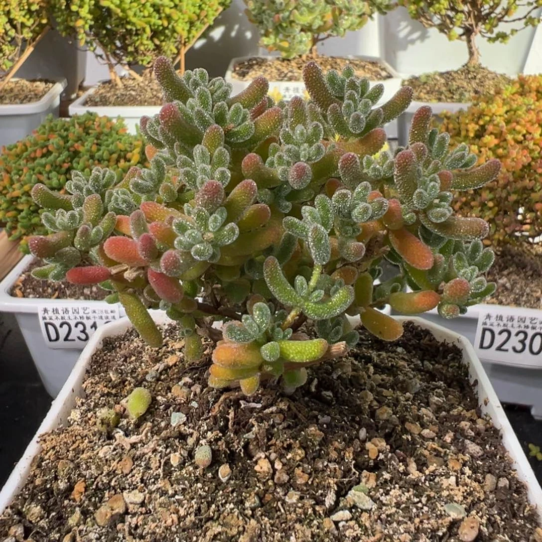 D2323冰晶枝干一物一拍