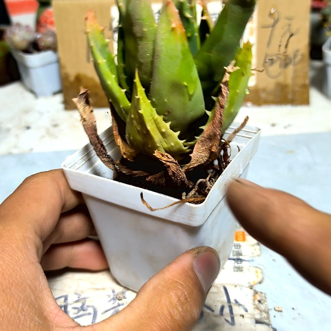 满9元包邮，芦荟大颗