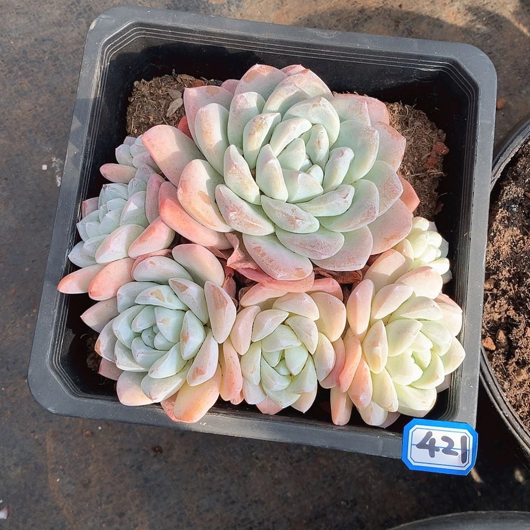 421冰玉 一物一拍多肉