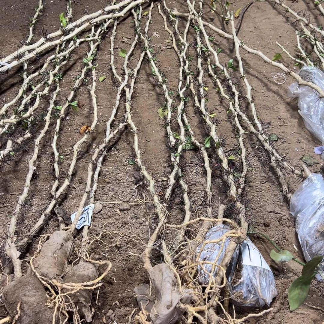 用****91米直杆叶仙六颗一份