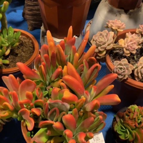 嵗**戨1013火狐狸多肉