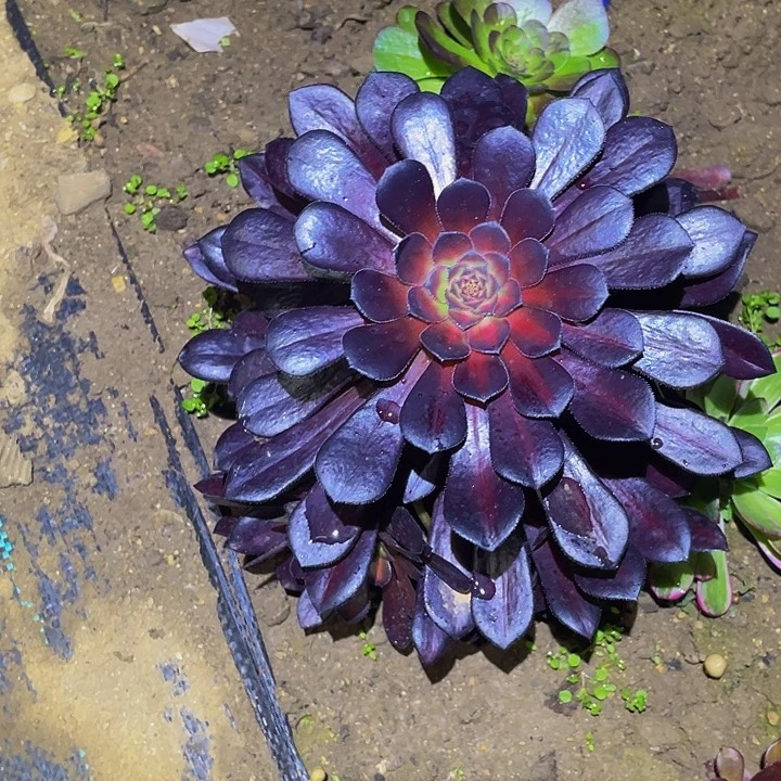 0096黑铜多肉植物