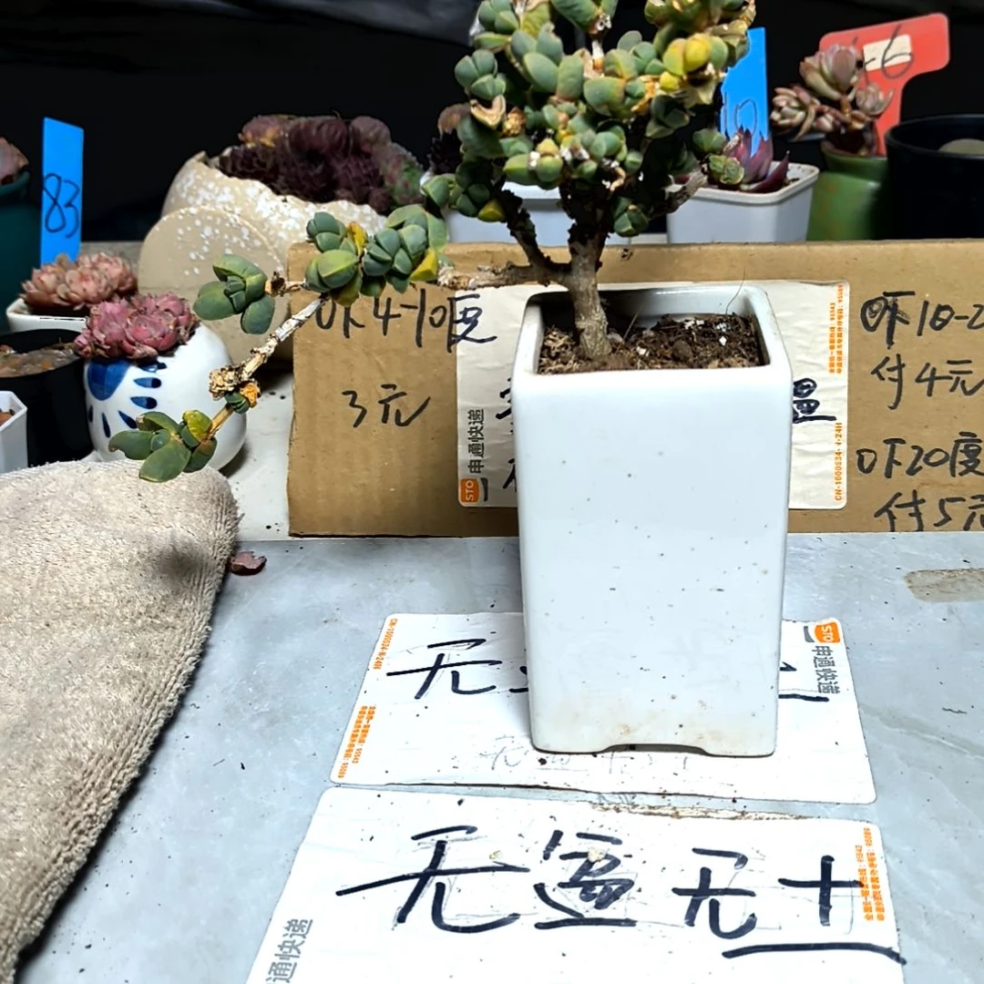 满6元包邮，木化鹿角盆苗老庄售后八条腿